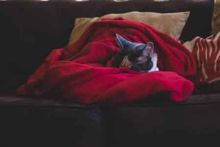 Cat hiding under blanket because they like your smell