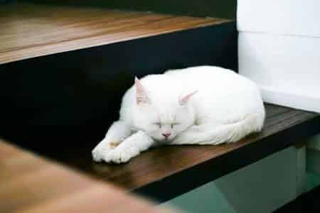 Cat sleeping in strange place on the stairs