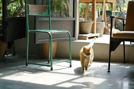 Cat vibrating their tail because they are happy