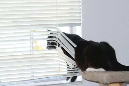 Cats Are Trying to Get Your Attention by Pawing at the Window