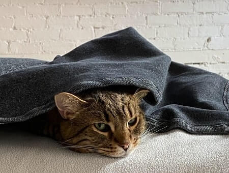 Cats feel secure hiding under blankets