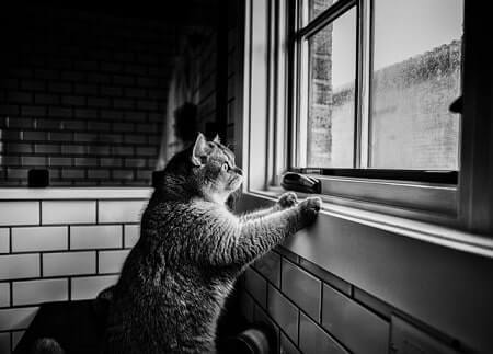 Cats paw on windows to either be let out or let in