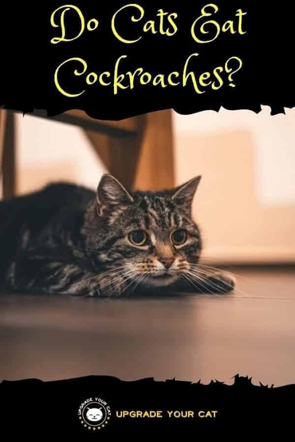 Do Cats Eat Cockroaches
