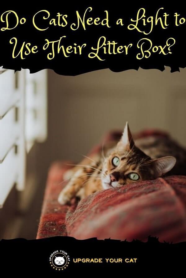 Do Cats Need Light to Use Litter Box