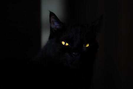 Do Cats Need Night Light at Night