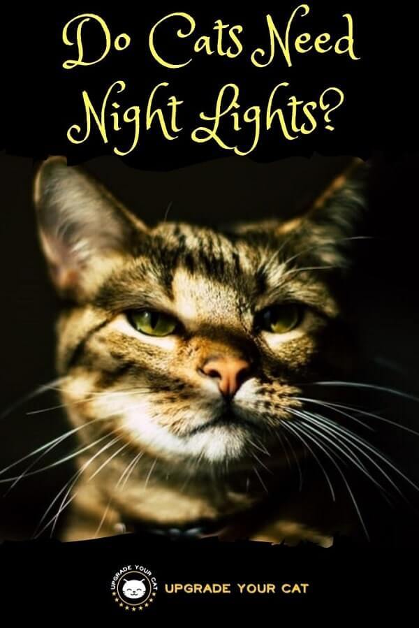 Do Cats Need Night Lights