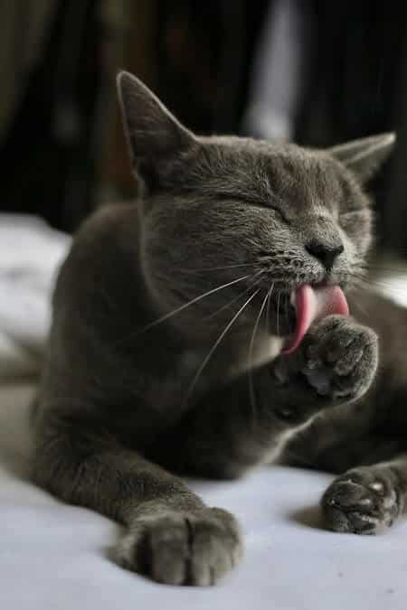 Do You Need to Bathe Your Cat How Often Should You Bathe Them