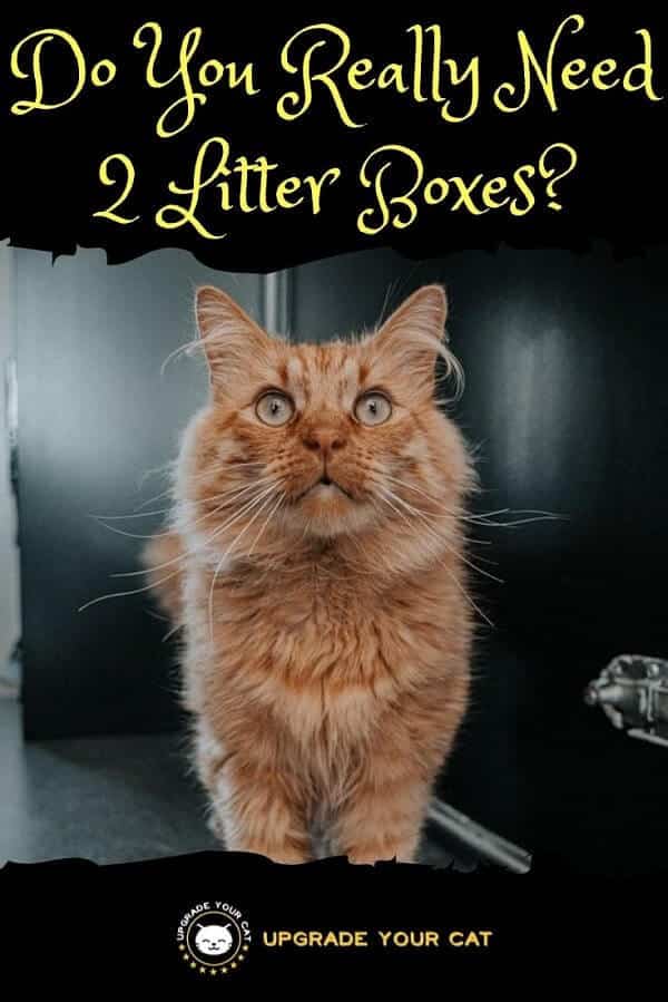 Do You Really Need 2 Litter Boxes