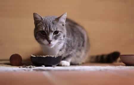 Does Dry Cat Food Go Bad Sitting Out