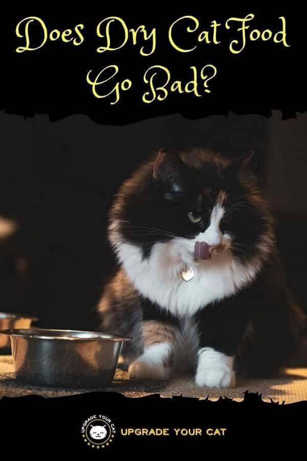 Does Dry Cat Food Go Bad