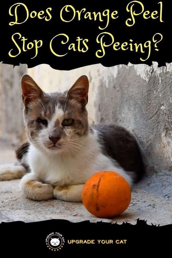Does Orange Peel Stop Cats Peeing