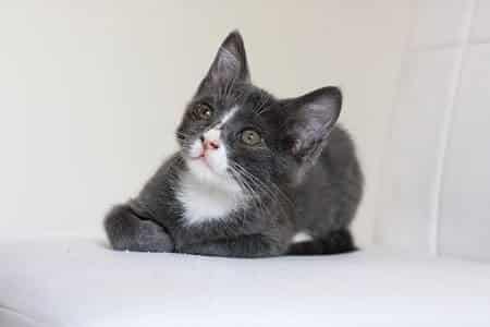Food Names for Male Grey Cats