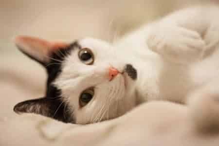 Happy indoor cat lying down