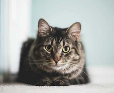 Helping a Scared Cat