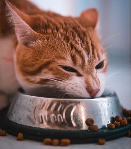 How Bad Is It When Their Food Goes Stale