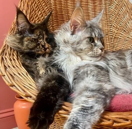 How Much Do Maine Coon Cats Cost