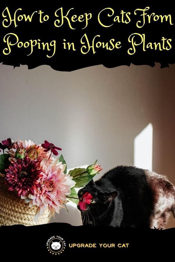 How to Keep Cats From Pooping in House Plants