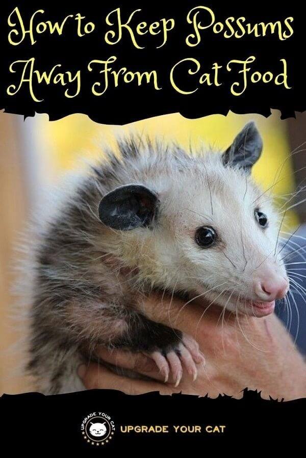 How to Keep Possums Away From Cat Food