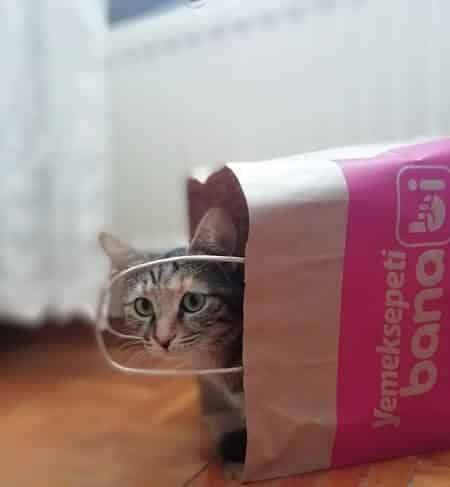 Indoor cat being curious looking around