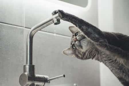 Indoor cat drinking well