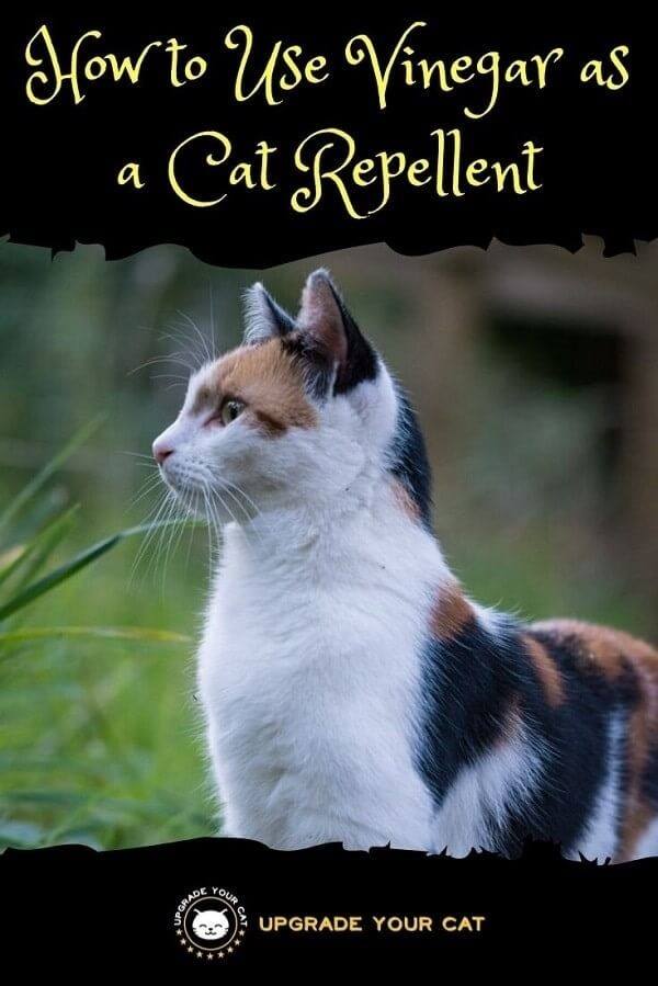 Is Vinegar a Good Cat Repellent
