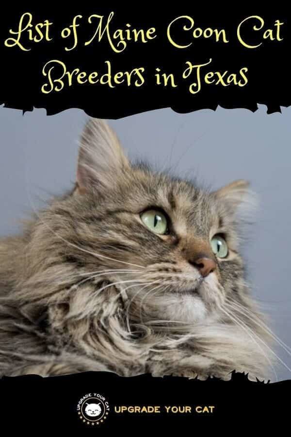 Maine Coon Cat Breeders in Texas