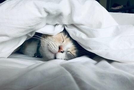 Reasons Why You Might Need to Use a Night Light for Your Cat