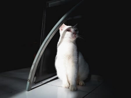 Seeing a white cat as a spiritual sign