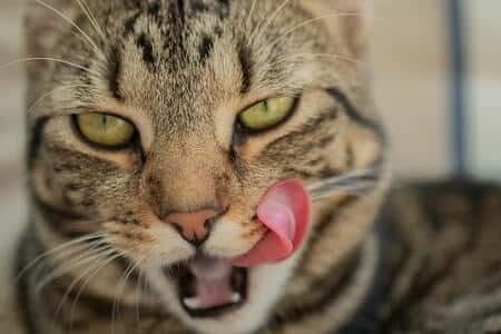 Should You Be Worried If Your Cat Licked Some Soda