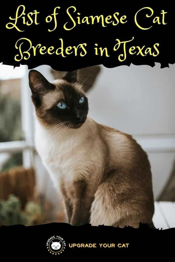 Siamese Cat Breeders in Texas Find Kittens for Sale