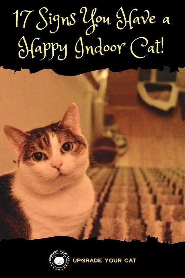 Signs of a Happy Indoor Cat