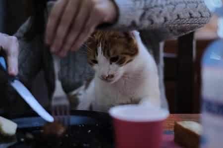 Some Humans Foods That Are Harmful to Cats