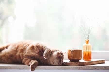 Some Tea-Related Words That Could Make a Great Kitty Name