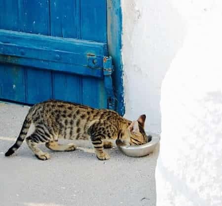 Staying With Your Cat While They Eat to Stop Possums