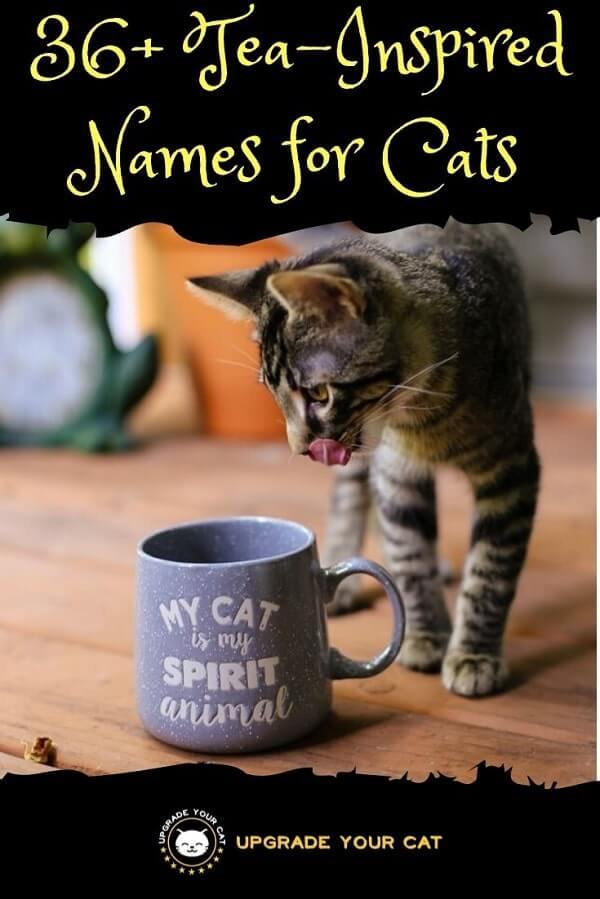 Tea Names for Cats