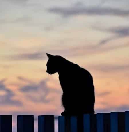 The Downside to Black Cat Superstitions