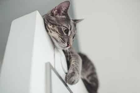 Using Mrs Meyers products around your cat and dog