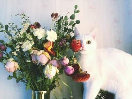 Using Textures Cats Hate to Keep Them Away from Plants