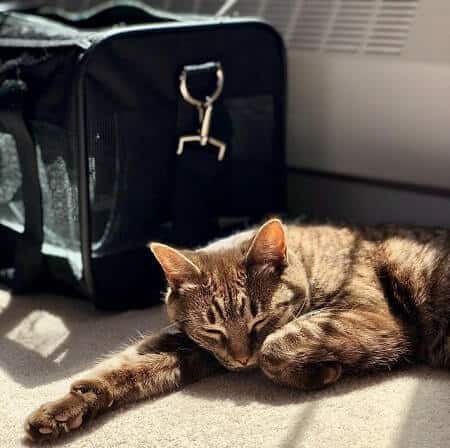 What About When Flying With Your Cats
