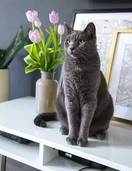 What Can You Spray on Plants to Keep Cats Away From Them