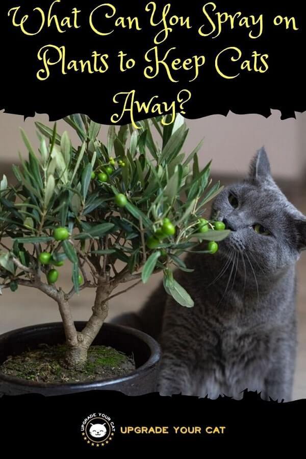 What Can You Spray on Plants to Keep Cats Away