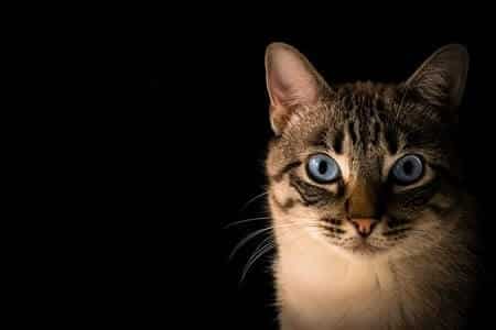 What Do Cats Symbolize