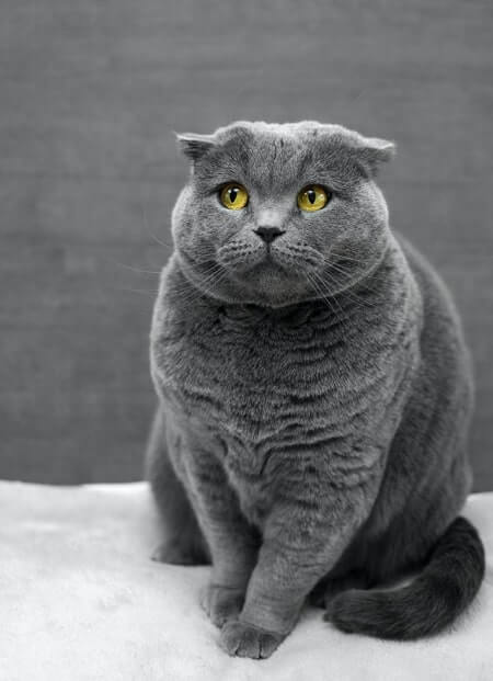 What Happens If You Don't Have Enough Litter Boxes