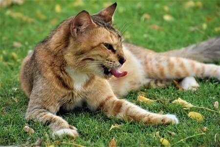 What Happens When a Cat Eats a Cockroach