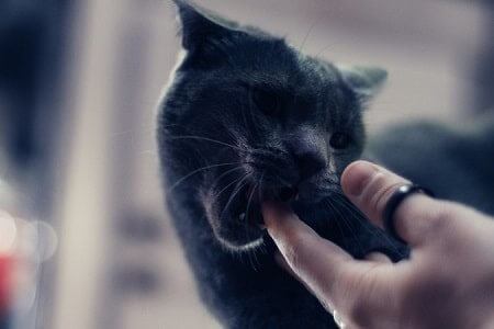 What Is It Called When a Cat Arches Its Back