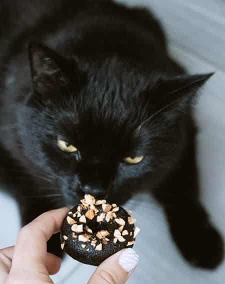 What Should You Give Your Cat Instead of Spam as a Treat