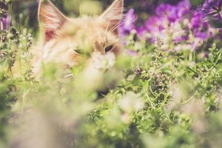 What Smells Deter Cats From Peeing on Stuff