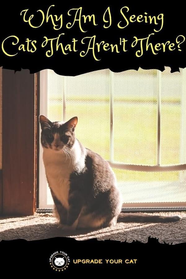 Why Am I Seeing Cats That Aren't There