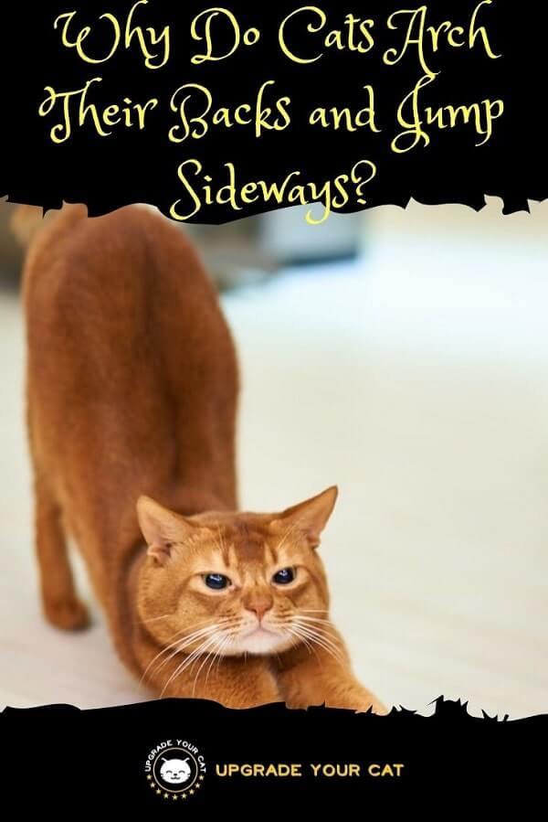 Why Do Cats Arch Their Backs and Jump Sideways