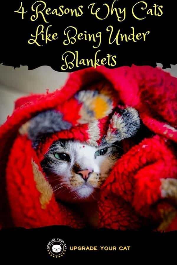 Why Do Cats Like Being Under Blankets